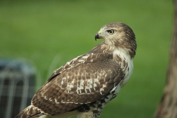 Falcon