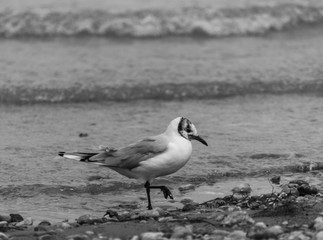 Concept of connection with adorable natural animals