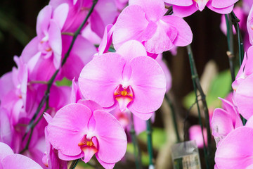 Obraz premium Beautiful Phalaenopsis Orchid flower blooming in garden floral background