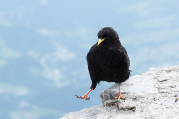 Concept of connection with adorable natural animals