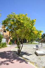 Tropikalna roślinność i egzotyczne kwiaty - Meksyk, Cancun