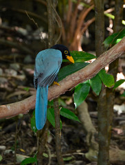 Egzotyczny niebieski ptak w tropikalnym lesie Gwatemali