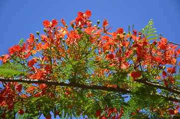 Tropikalna roślinność i egzotyczne kwiaty 