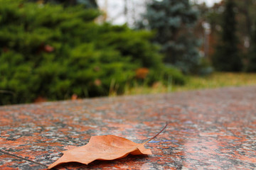 autumn leaves on the road