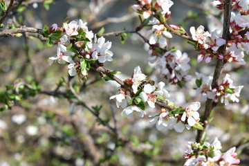 Japanese cherry flowers in spring with bees