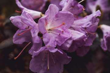 Rhododendron Magic