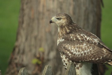 Majestic falcon