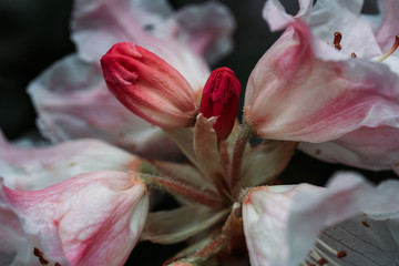 Rhododendron Magic