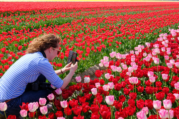 Young woman is taking photo with smart phone in colorful red and pink tulip field, system camera around her neck