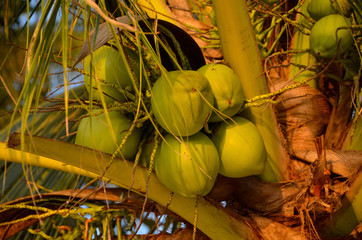 Kokosy na palmie kokosowej przy rajskiej plaży na wyspie Koh Samui w Tajlandii - Ich sok jest idealny na gorące dni - obrazy, fototapety, plakaty