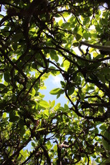 sky through the branches
