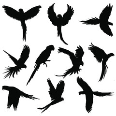 set of silhouettes of parrot