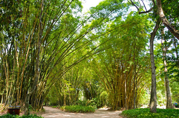Las drzew bambusowych w Ameryce południowej.