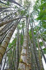 Wielkie bambusy - drzewa bambusowe w Brazylii