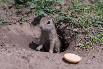 Concept of connection with adorable natural animals