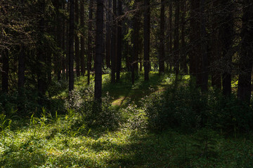 nature scenery inside Banff National Park, Alberta, Canada