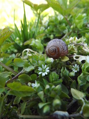 Улитка весной на траве