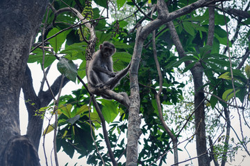 Monkey On Branch