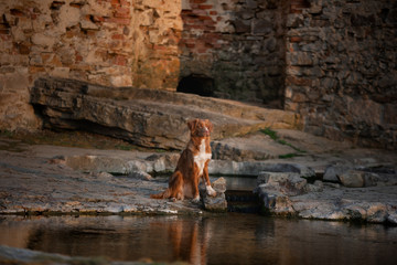 the dog sitting on stones by the water . Nova Scotia Duck Tolling Retriever in ruins. Pet on the nature. 