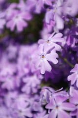 Beautiful Light purple flowers blooming in spring. Phlox subulata flower. Texture background blooming Phlox subulata wildflower.Pink and purple moss phlox flowers.