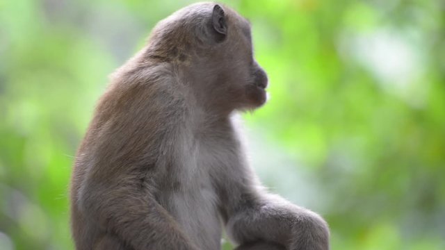 Portrait of male cute wild monkey sitting in a tree in green tropical forest with trees. Full HD video clip