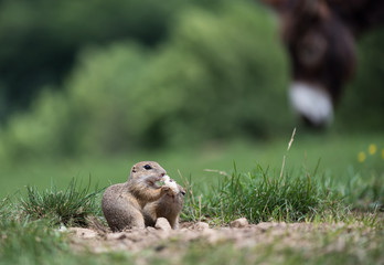 Concept of connection with adorable natural animals