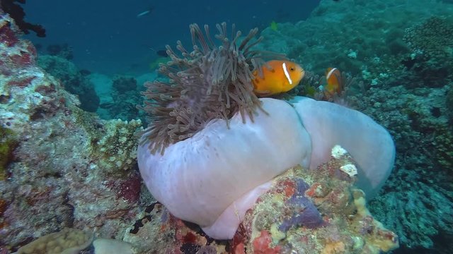 Sea anemone with clownfish
