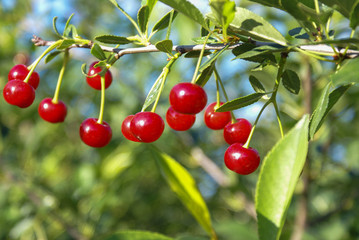 A branch of felt cherry with ripe berries in sunny weather