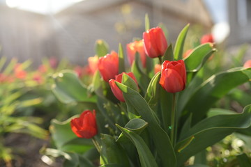 red tulips in the garden