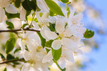 Blossoming flowers on the apple tree