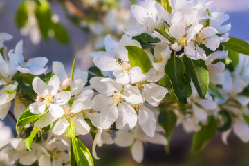 Blossoming flowers on the apple tree
