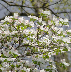 New white Azalea blossoms reach and open to the sun. Trees and branched visible in background under blue sky. Great bokeh, very hopeful uplifting image