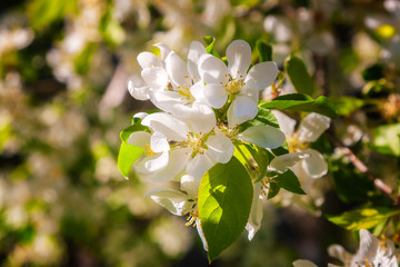 Blossoming flowers on the apple tree