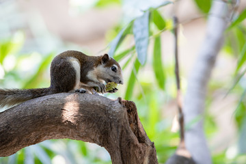 Close up Brown Finlayson's squirrel or Variable squirrel found in gardens and parks in cities of bangkok or Southeast Asia. It are eating madan with sour flavor on the branches of the tree.