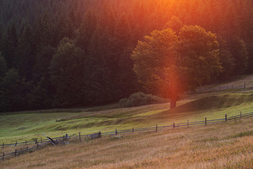 Fototapeta premium Landscape of forest at sunrise