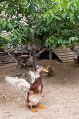 Concept of connection with adorable natural animals