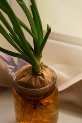 sprouted onions with herbs and roots in water in a jar on the windowsill
