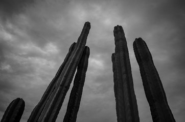 Cactus and sky