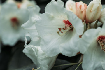 Fototapeta na wymiar Rhododendron Magic