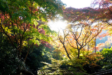 秋、紅葉
