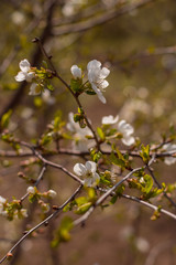 branch of a blossoming cherry tree with small flowers and green leaves on a brown blurred background