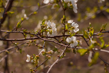 cute flowering cherry tree with small leaves with blurry background