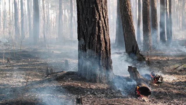 Smouldering of wood in time small fire in the forest