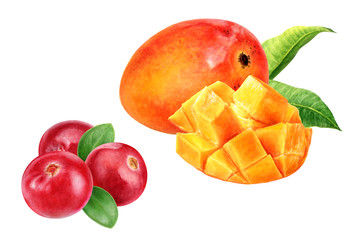 Cranberry mango watercolor illustration isolated on white background
