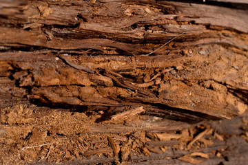 texture of broken tree bark with sawdust close up