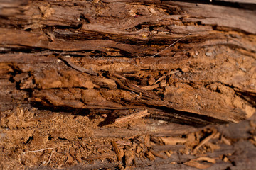 texture of broken tree bark with sawdust close up