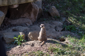 Concept of connection with adorable natural animals