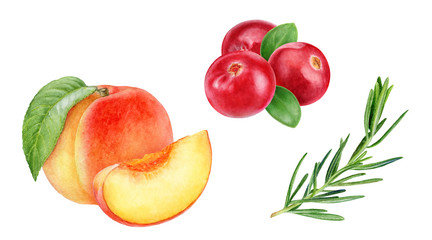 Naklejka na ściany i meble Cranberry peach rosemary watercolor illustration isolated on white background