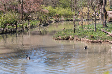 Concept of connection with adorable natural animals