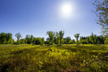 Waterbloem, wetland forest at Leudal between Meijel and Heibloem. Protected landscape in Limburg, the Netherlands. 